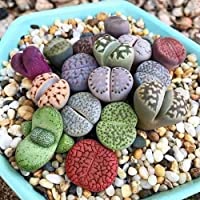 Los mejores  - Portal Cool 50pcs granel: 50 - 100X Mixta Raras Lithop Semilla Piedras Vivas Planta carnosa Cactus OrgÃ¡nica